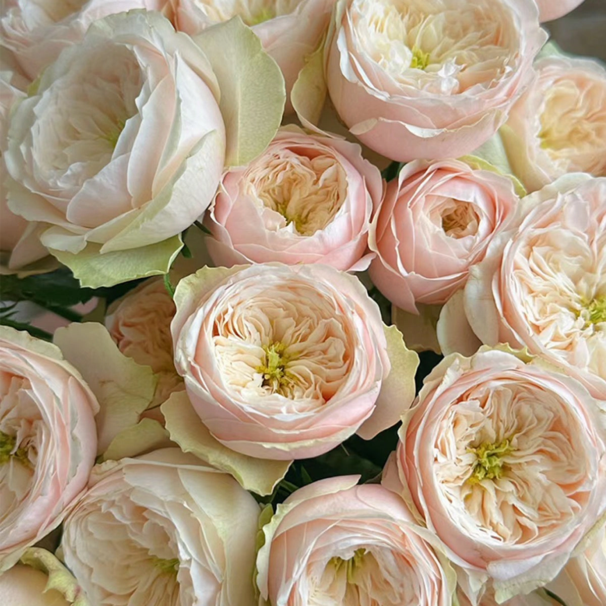 Darlington Netherlands Florist Shrub Rose