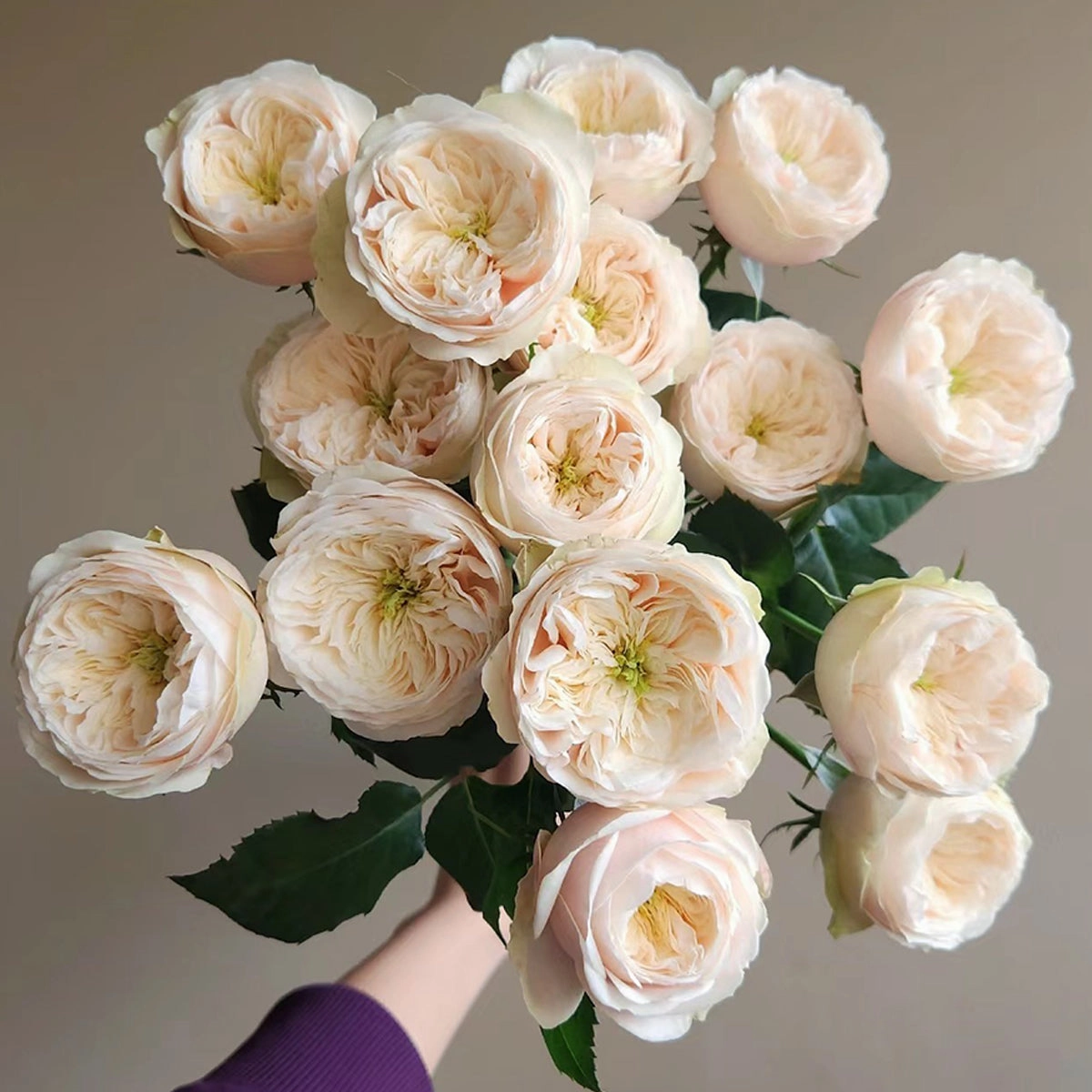 Darlington Netherlands Florist Shrub Rose