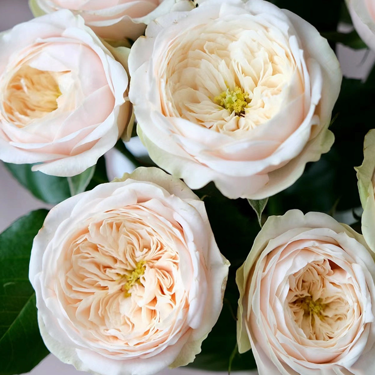 Darlington Netherlands Florist Shrub Rose