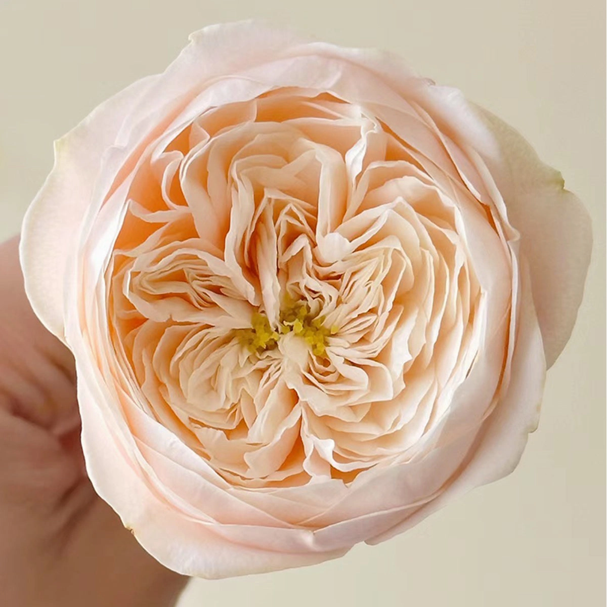Darlington Netherlands Florist Shrub Rose