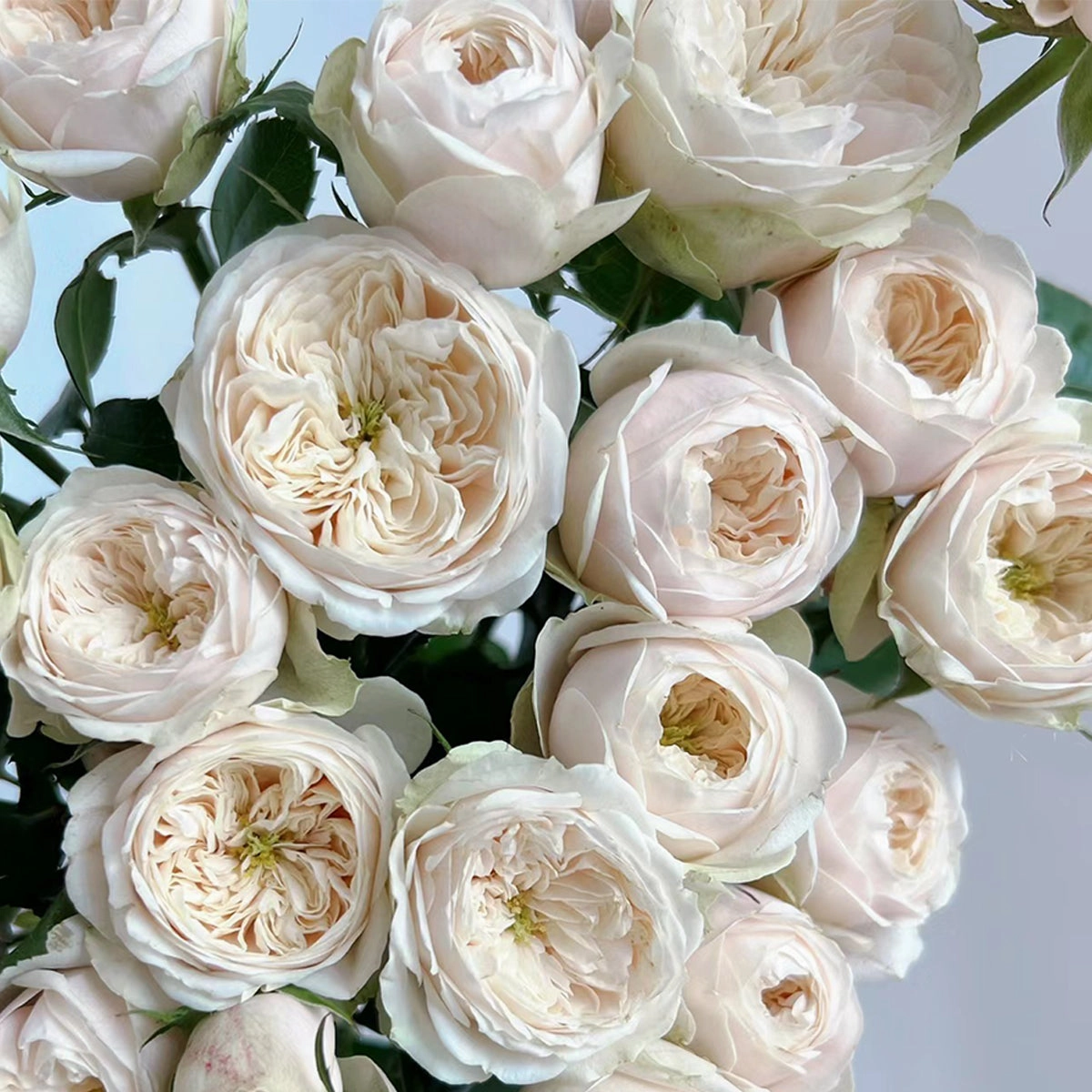 Darlington Netherlands Florist Shrub Rose