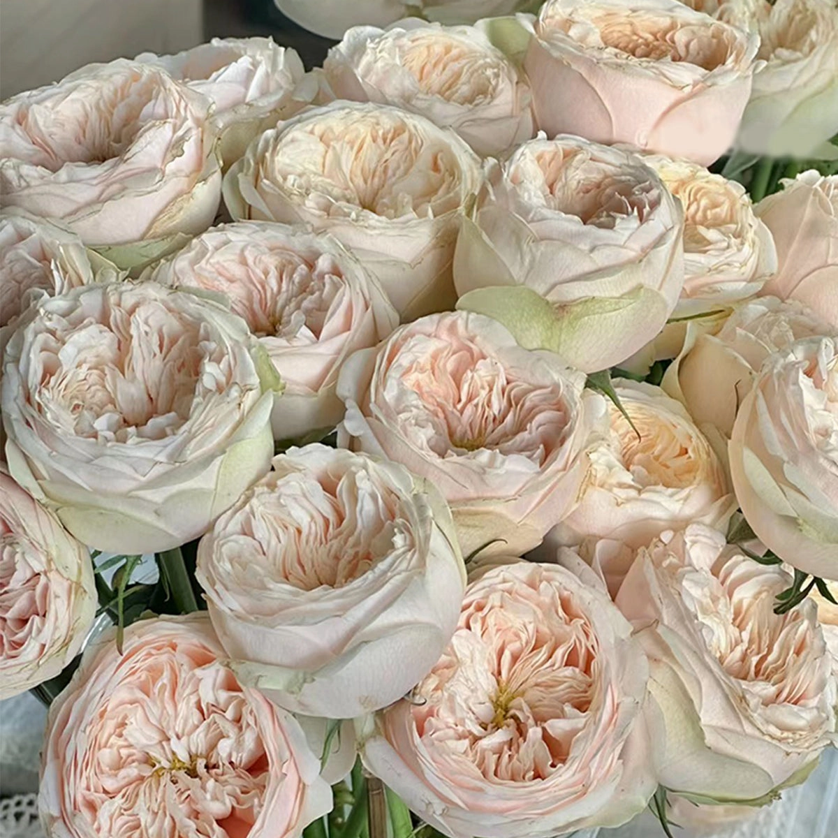 Darlington Netherlands Florist Shrub Rose