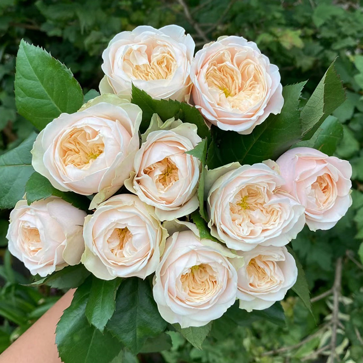 Darlington Netherlands Florist Shrub Rose