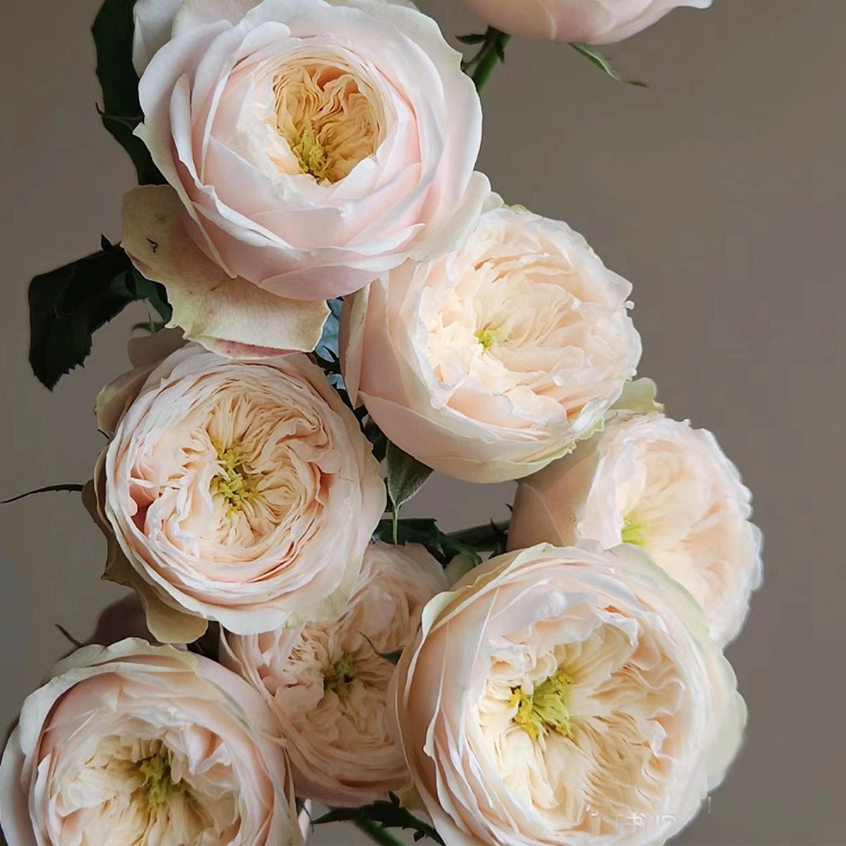 Darlington Netherlands Florist Shrub Rose