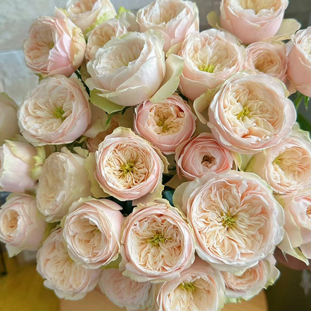 Darlington Netherlands Florist Shrub Rose