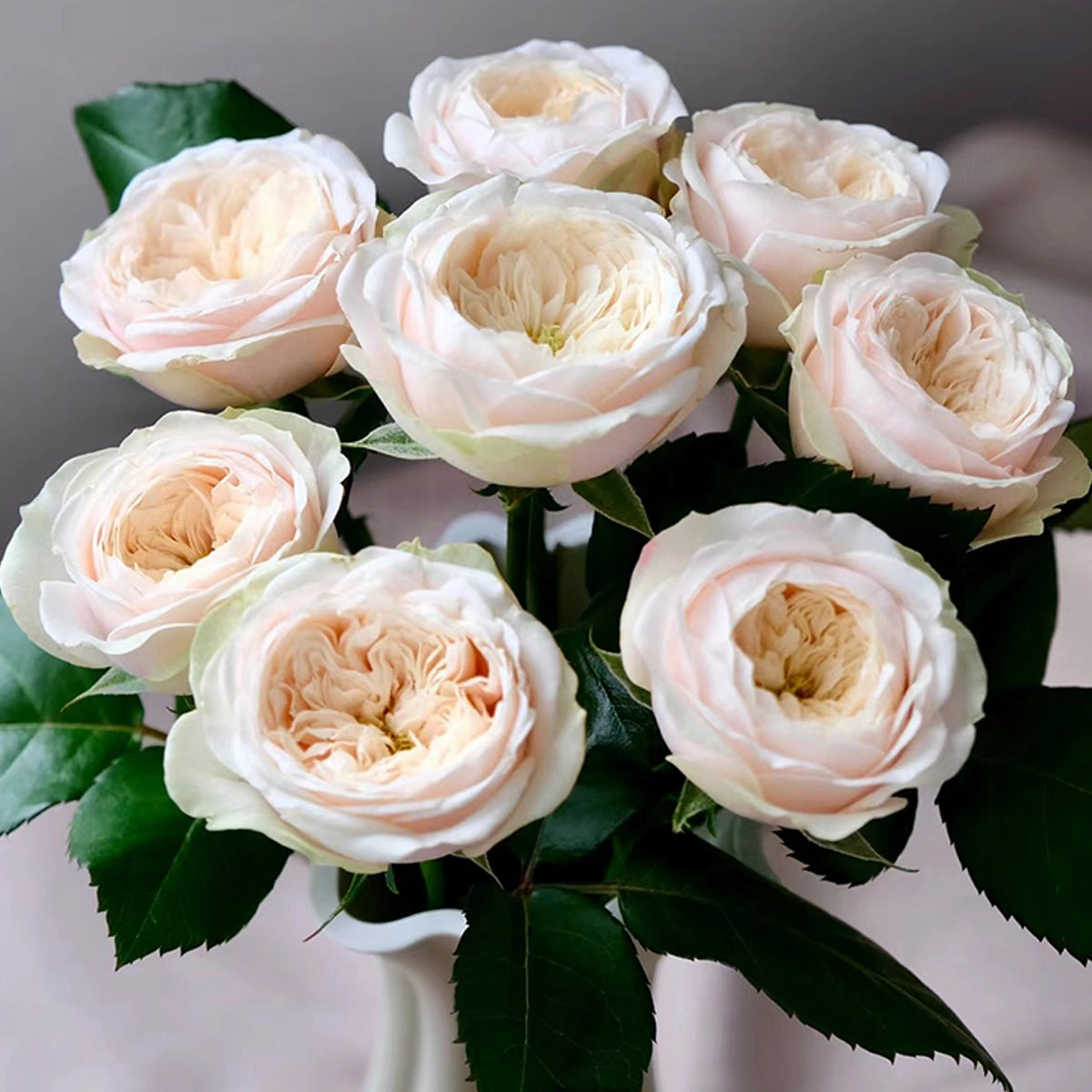 Darlington Netherlands Florist Shrub Rose
