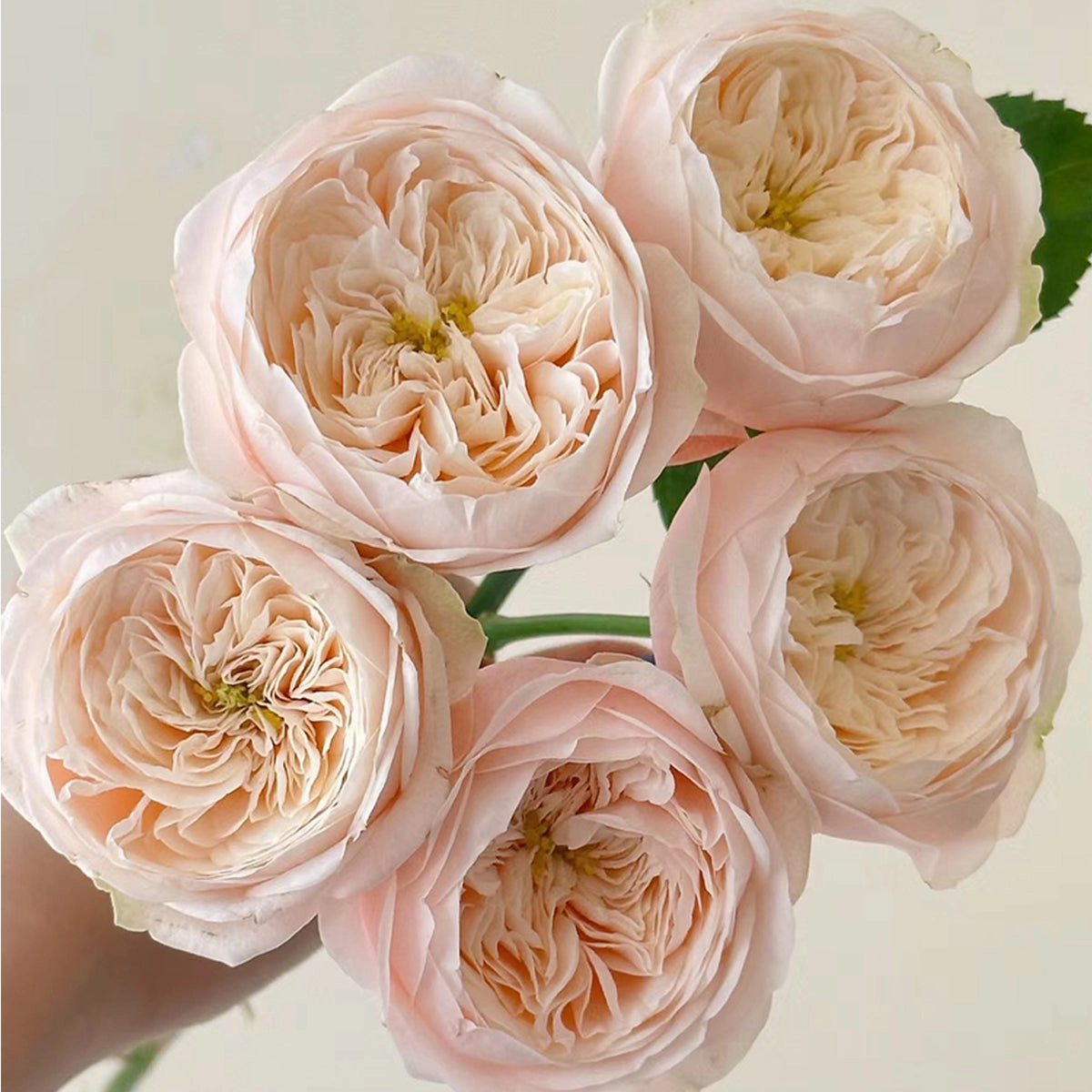 Darlington Netherlands Florist Shrub Rose