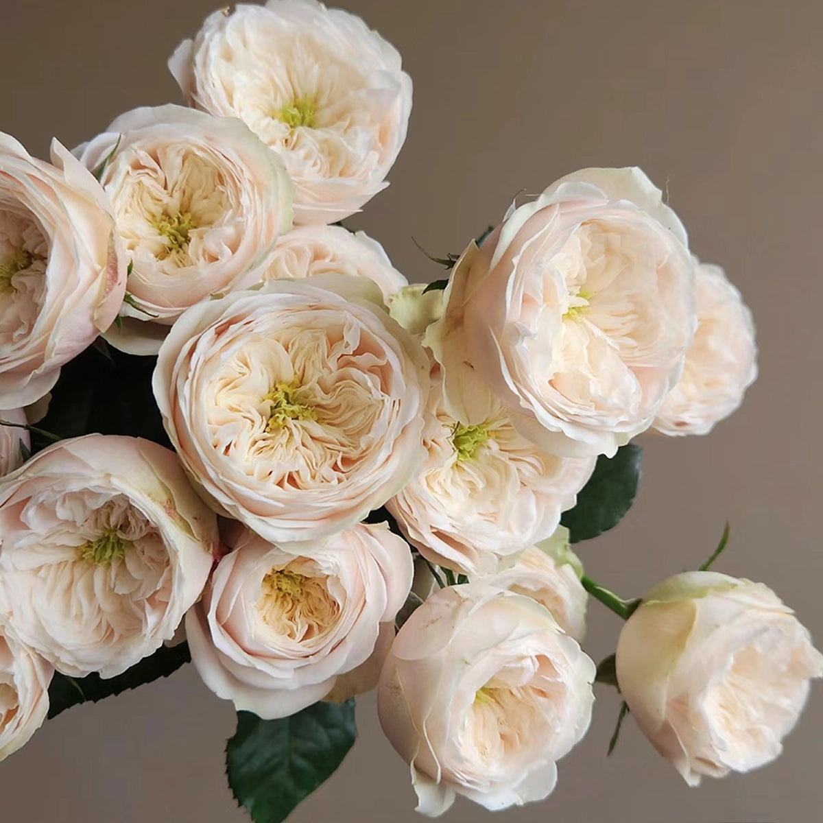 Darlington Netherlands Florist Shrub Rose