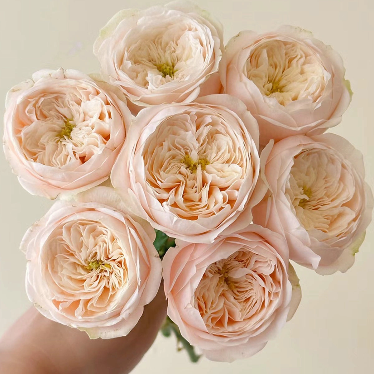 Darlington Netherlands Florist Shrub Rose
