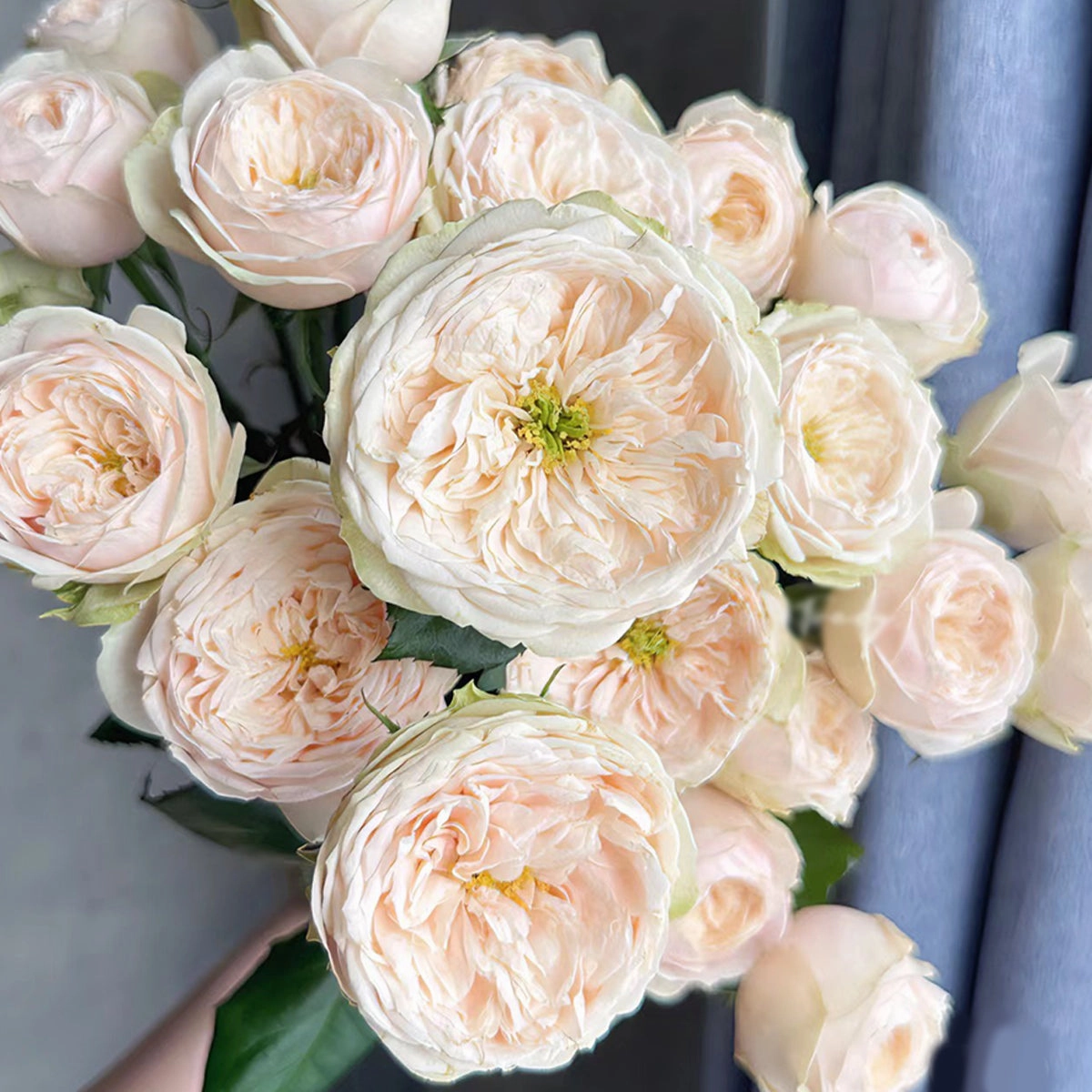 Darlington Netherlands Florist Shrub Rose