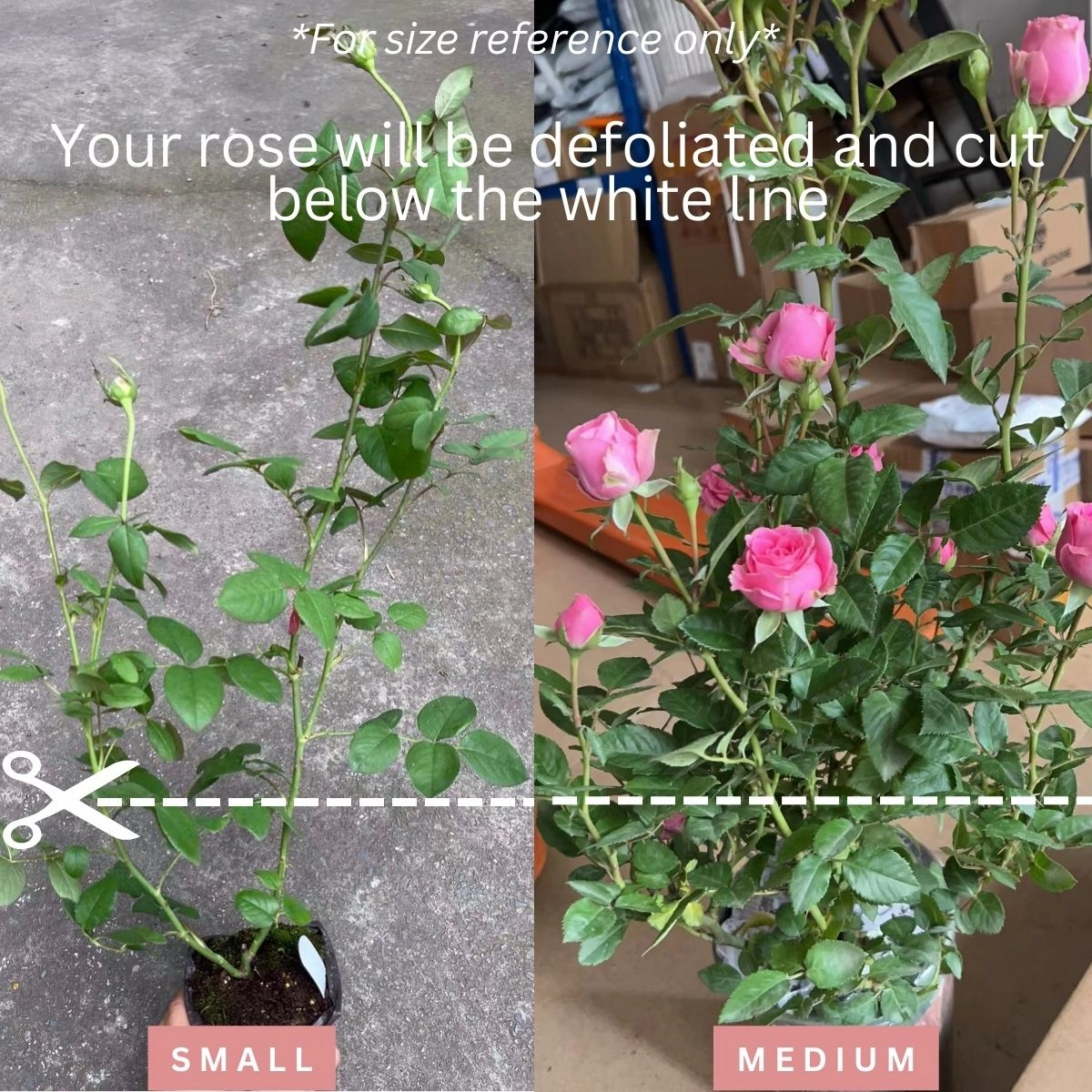 Darlington Netherlands Florist Shrub Rose