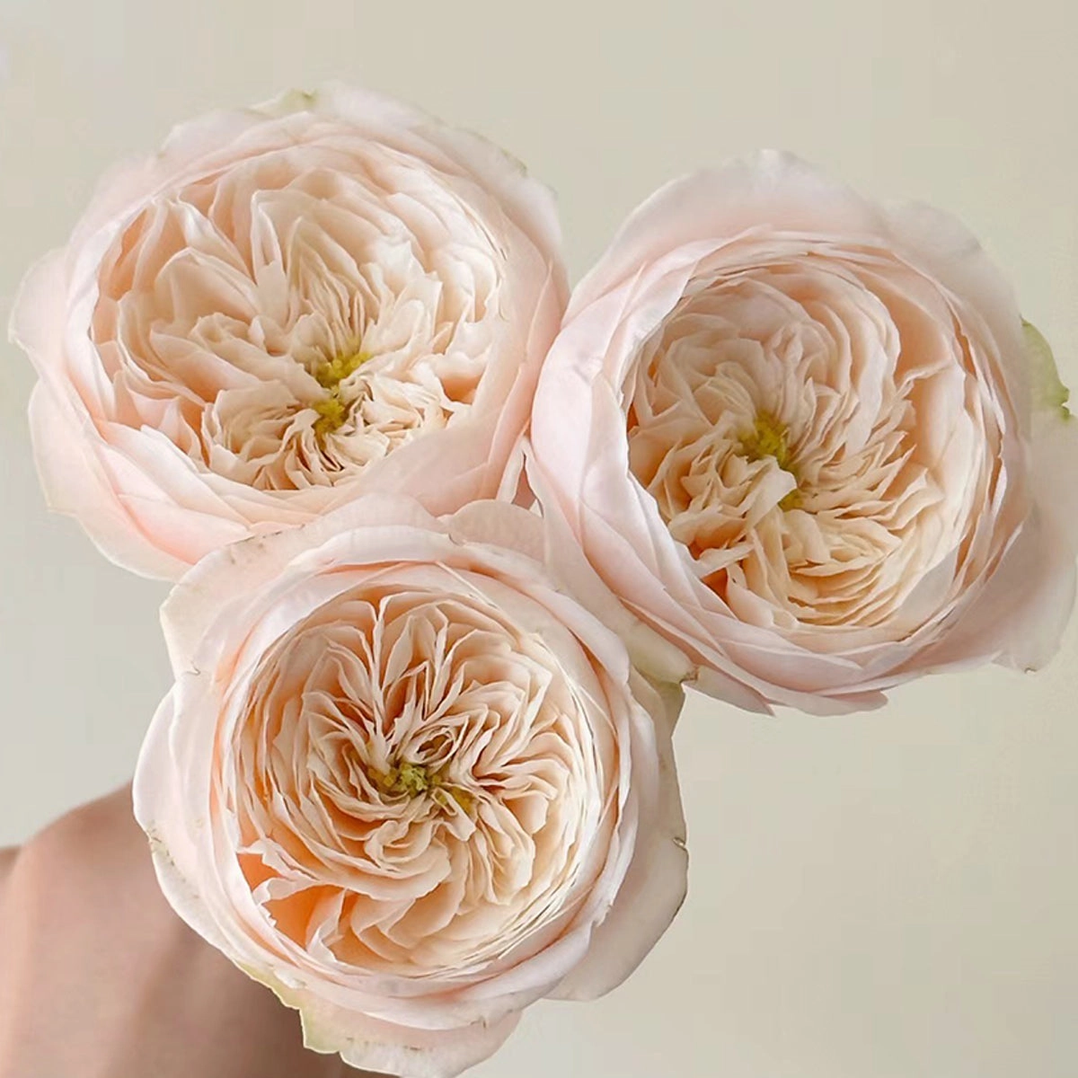 Darlington Netherlands Florist Shrub Rose